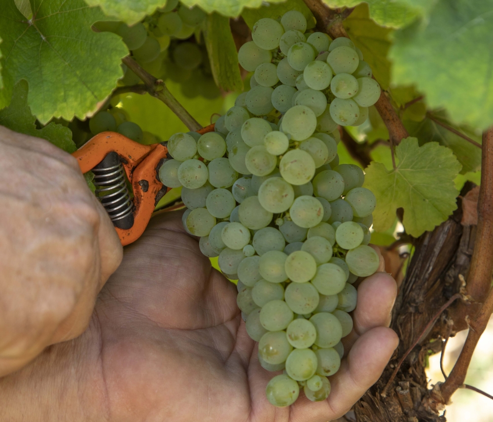 Vendanges 2024 Jura