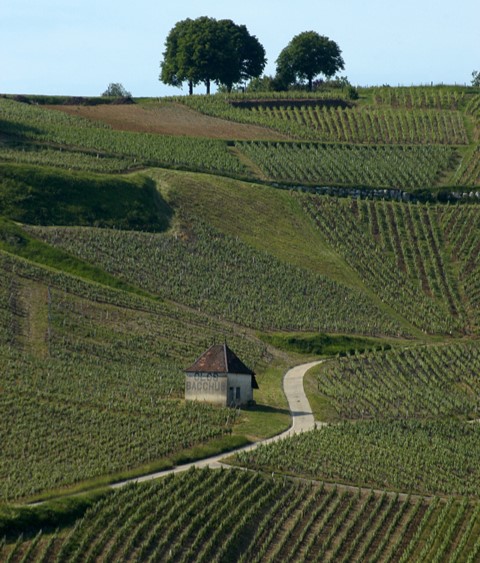 Vignes chateau chalon