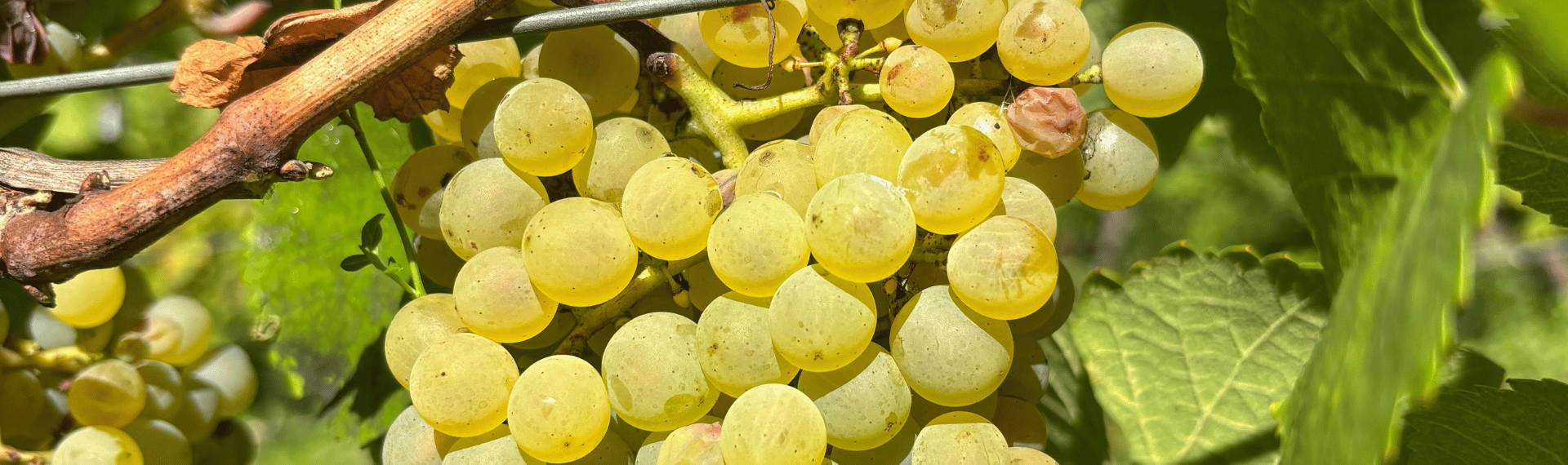 vendanges jura