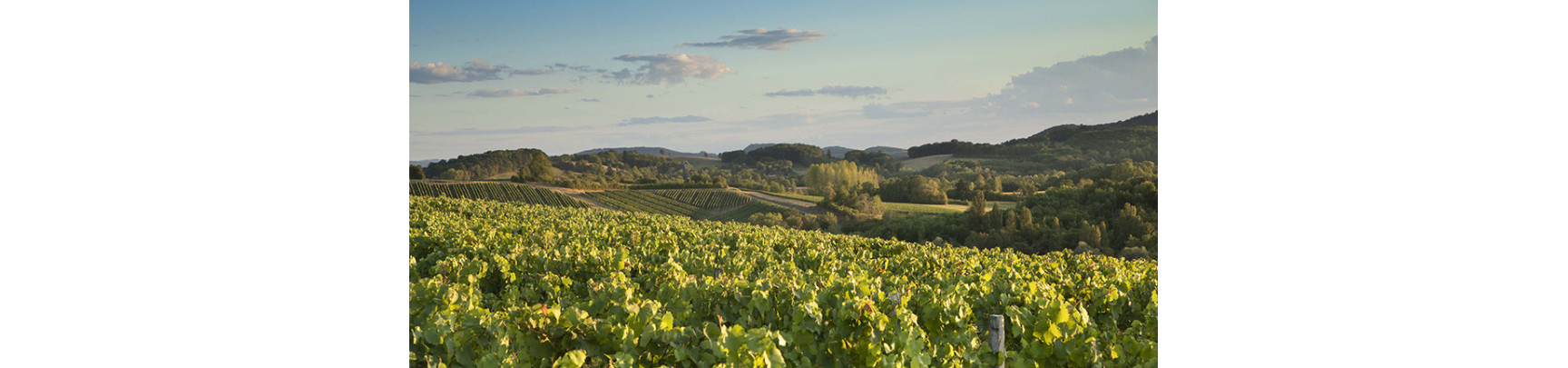 Domaine de Savagny : Cuvées du Jura | Maison du Vigneron