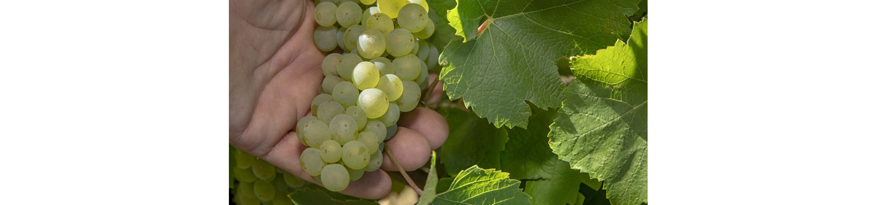 Vins Blancs : Chardonnay, Savagnin... | Maison du Vigneron