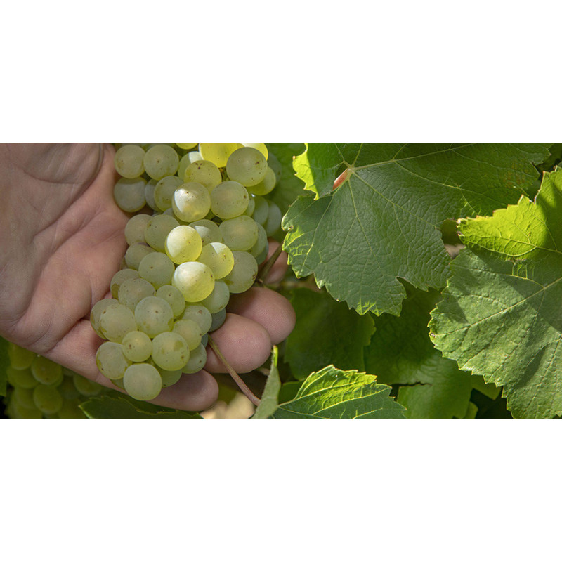 Vins Blancs : Chardonnay, Savagnin... | Maison du Vigneron