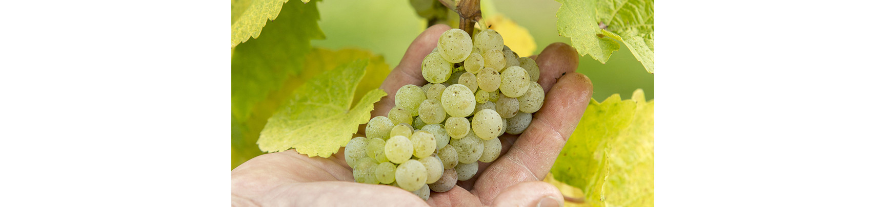 Vin Blanc d'Alsace : Riesling, Pinot Gris... | Arthur Metz