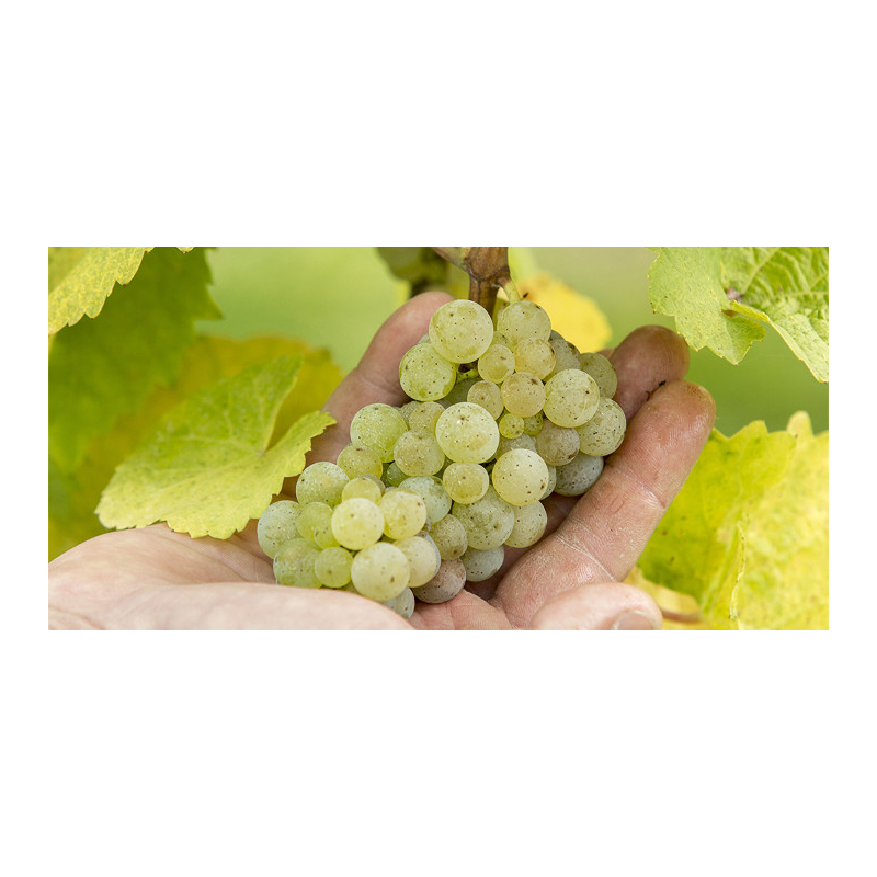 Vin Blanc d'Alsace : Riesling, Pinot Gris... | Arthur Metz