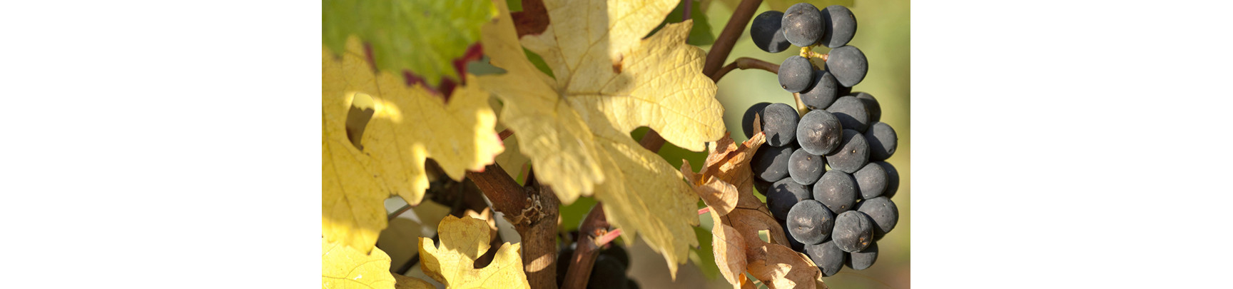 Vin Rouge d'Alsace : Sélection de Pinot Noir | Arthur Metz